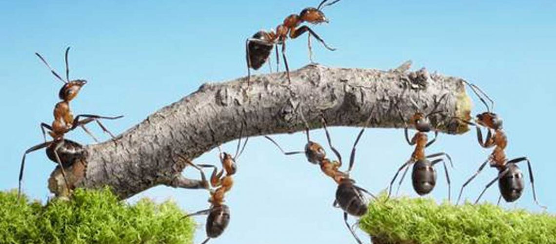 Healthier-Home-Products-Pest-Control_520x500