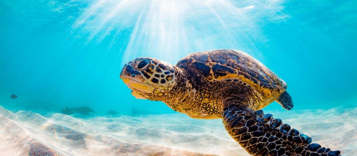 Healthier-Home-Products-laundry-pods-ocean-firendly-sustainable